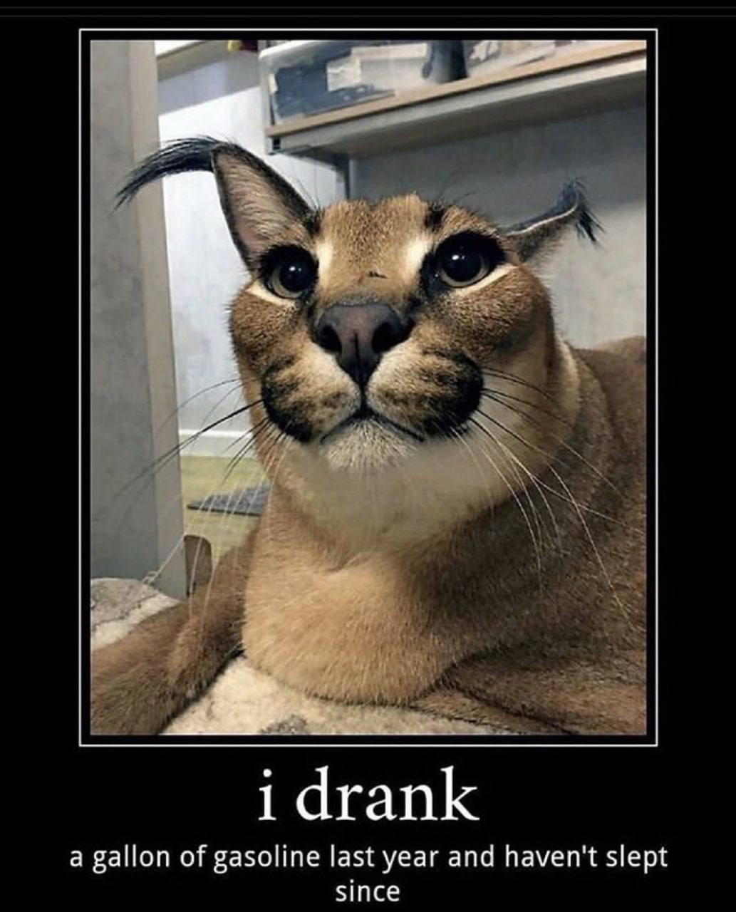 Demotivational poster of a wide-eyed caracal
