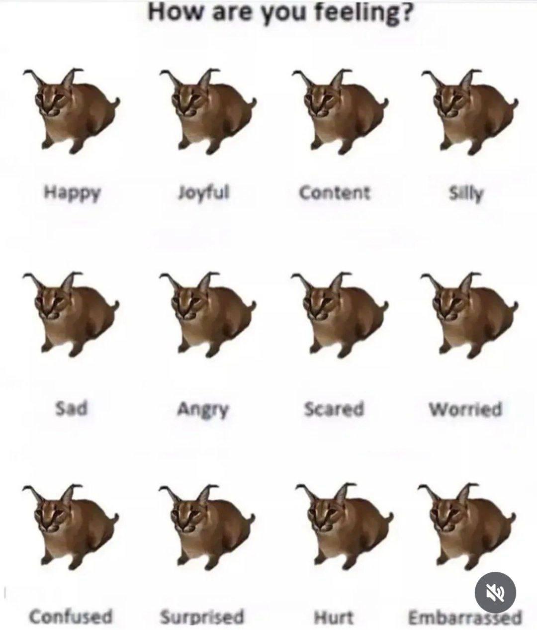 A feelings chart where every mood is the same Floppa