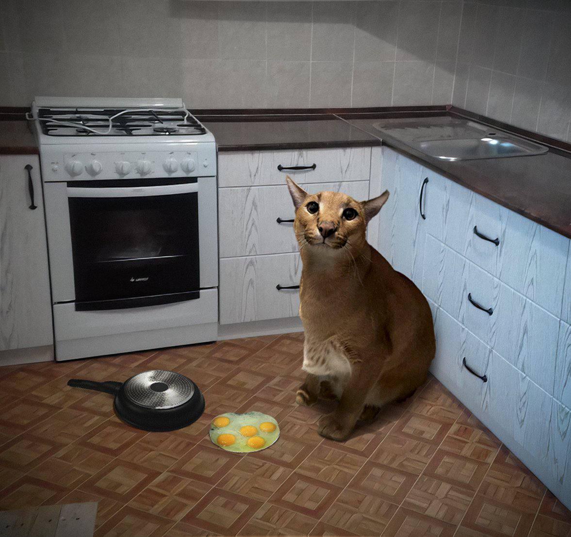 Floppa sitting in a kitchen next to dropped eggs
