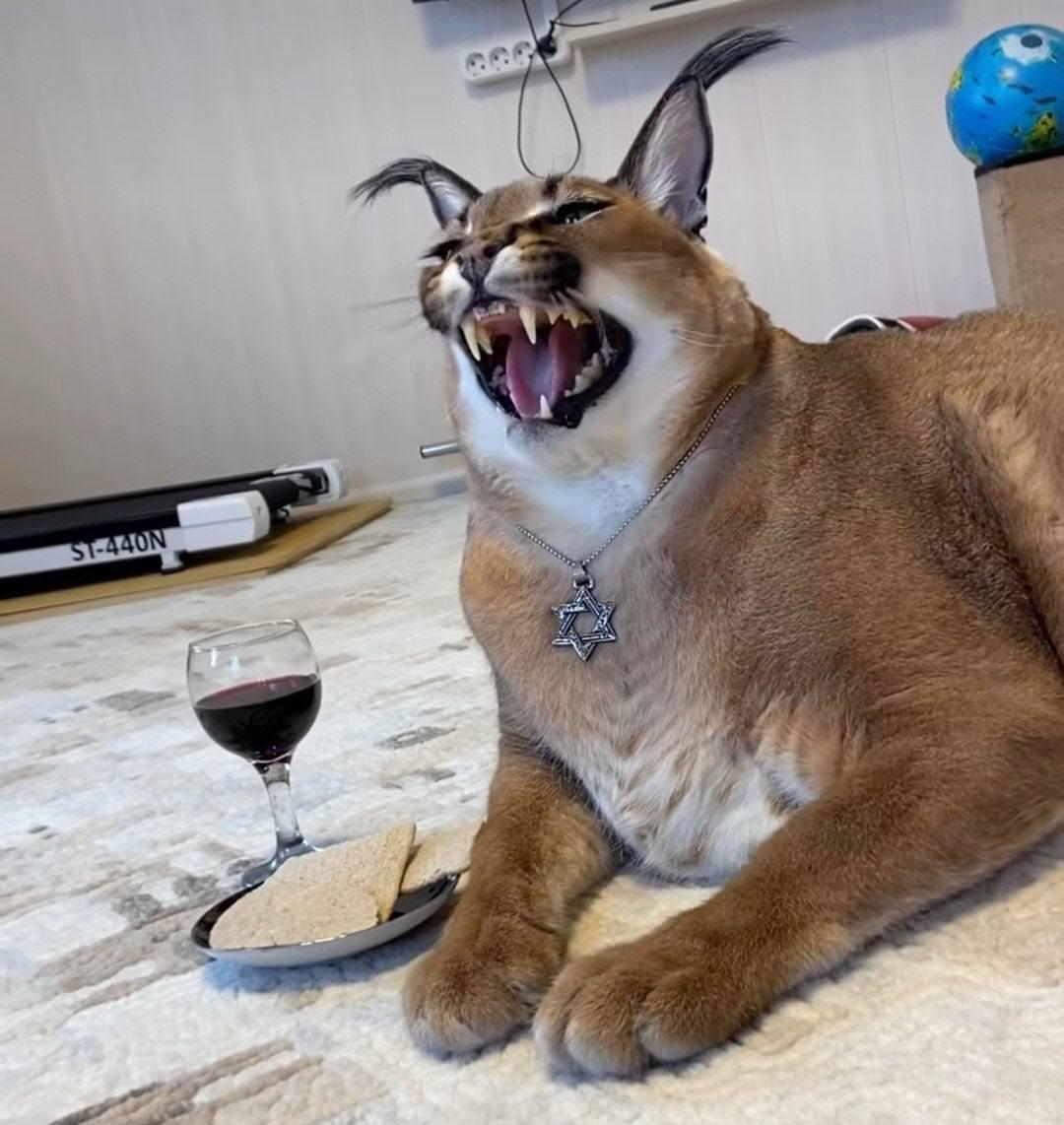 Caracal singing loudly beside a small glass of wine