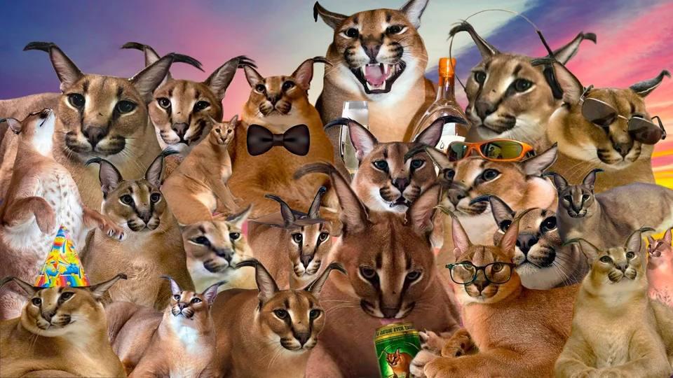 A crowded collage of many caracals