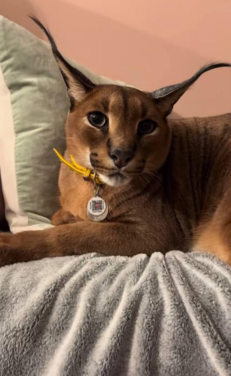 The caracal watching, with a golden collar